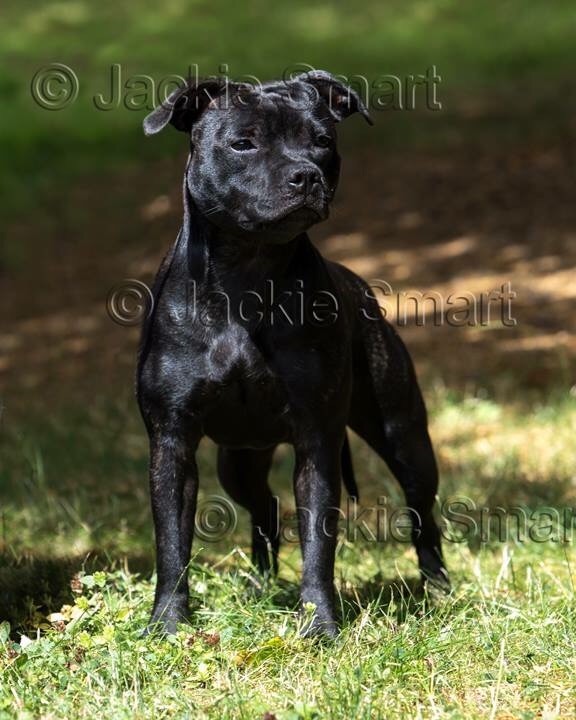 CH. samross Making dreams (import uk) - 1ère puppy bitch - BEST puppy Femelle BOS Puppy