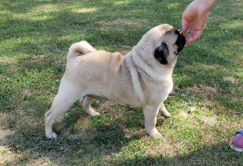 Publication : De La Maison Du Bois Du Charme