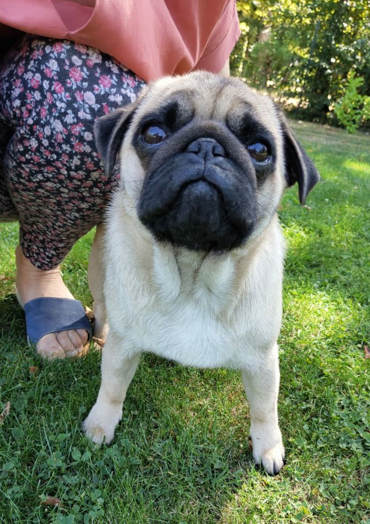 Publication : De La Maison Du Bois Du Charme
