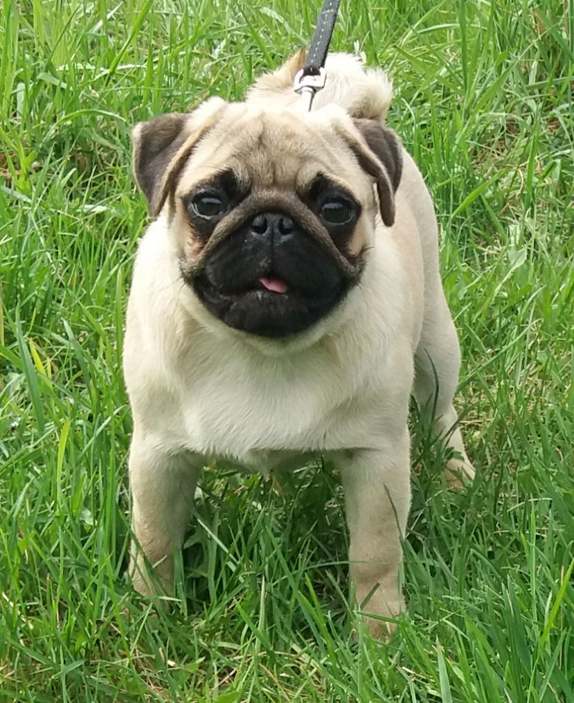 Publication : De La Maison Du Bois Du Charme
