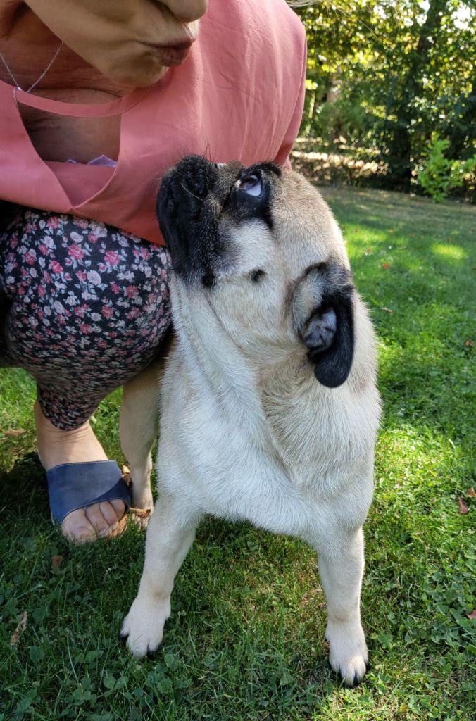 Publication : De La Maison Du Bois Du Charme