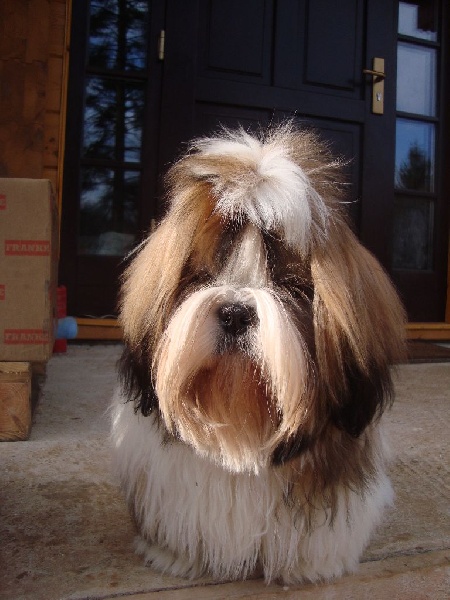 Publication : De La Maison Du Bois Du Charme Auteur : Eléna