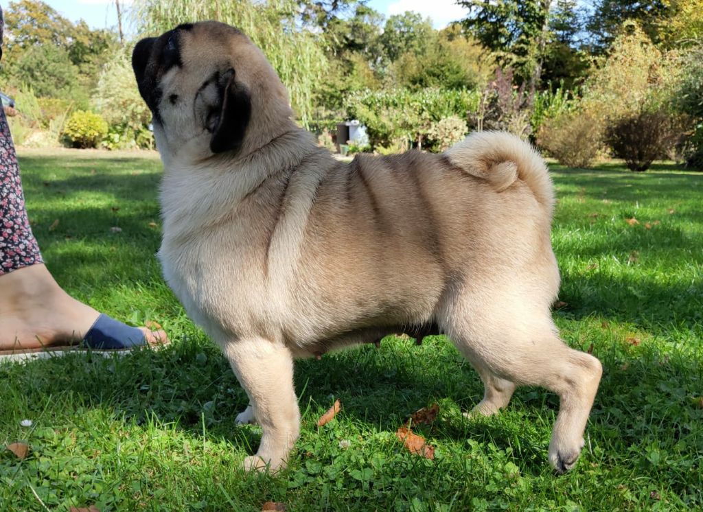 Publication : De La Maison Du Bois Du Charme