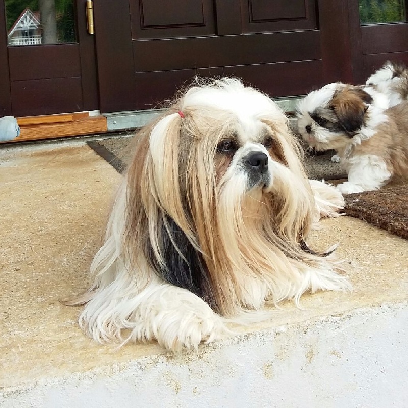 Publication : De La Maison Du Bois Du Charme Auteur : Eléna