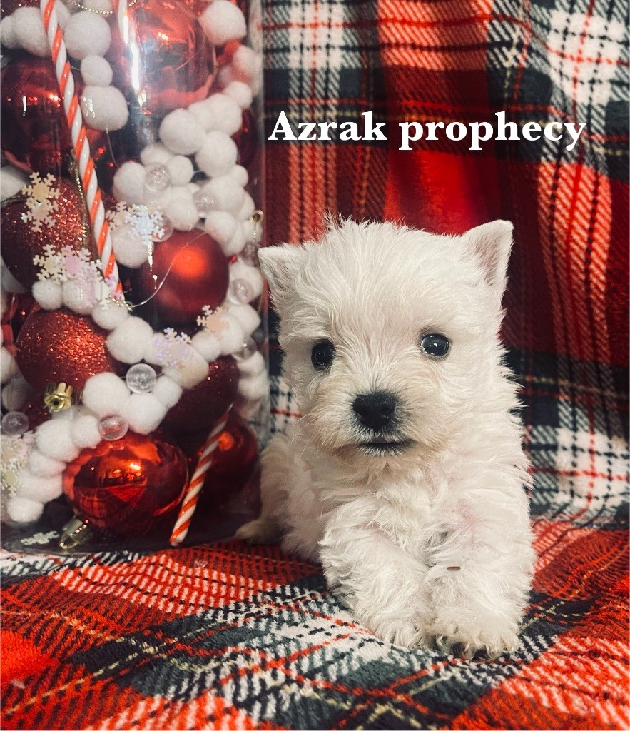 Azrak