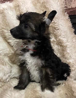 Les chiots de Chien chinois à crête