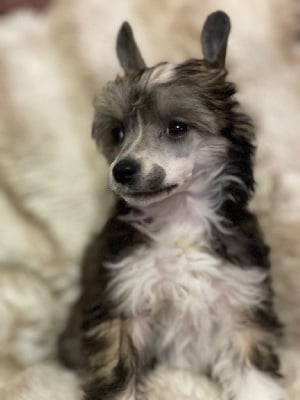 Les chiots de Chien chinois à crête