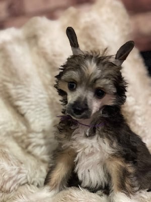 Les chiots de Chien chinois à crête