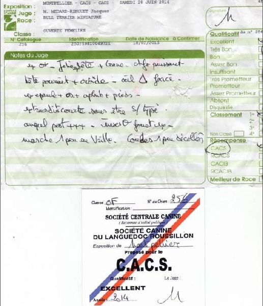 I'm sexy and i know it Buzz Y Bull - 1er (1/1) Excellent - CACS