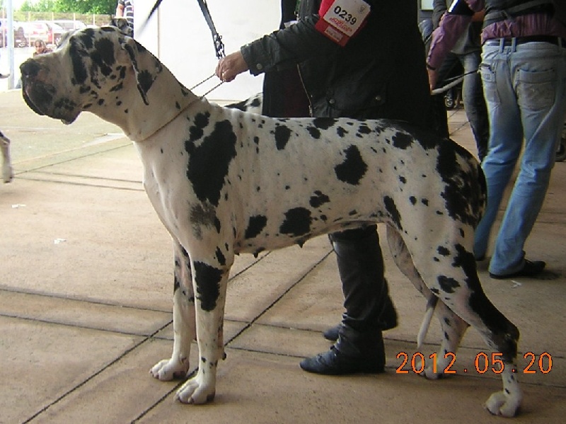 First love du domaine de Gauvin - 2eme Excellent