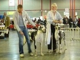 First love du domaine de Gauvin - 1er Excellent Meilleur jeune de race, 3éme du 2éme groupe