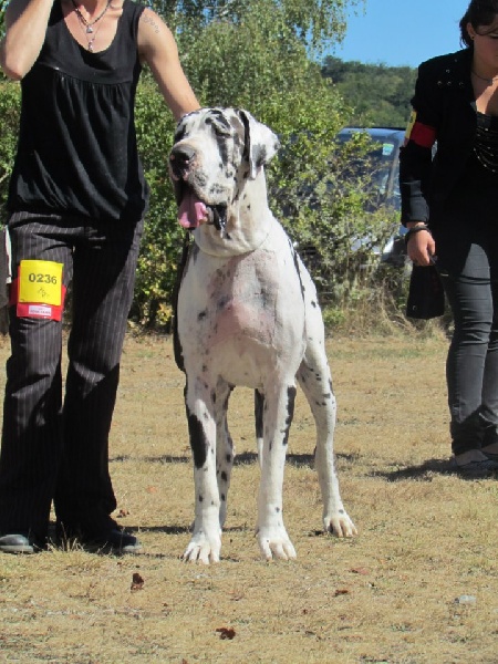 First love du domaine de Gauvin - 2eme Excellent + et ring d'honneur