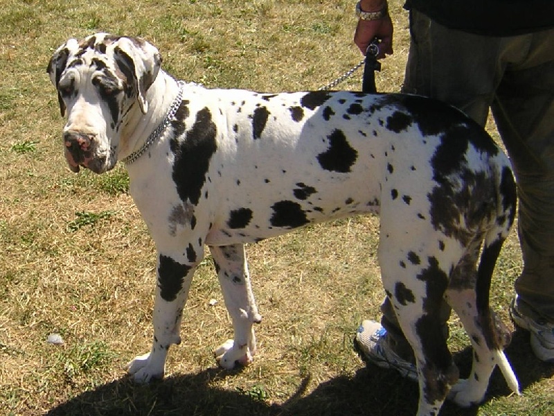 First love du domaine de Gauvin - 2 éme très prometteur