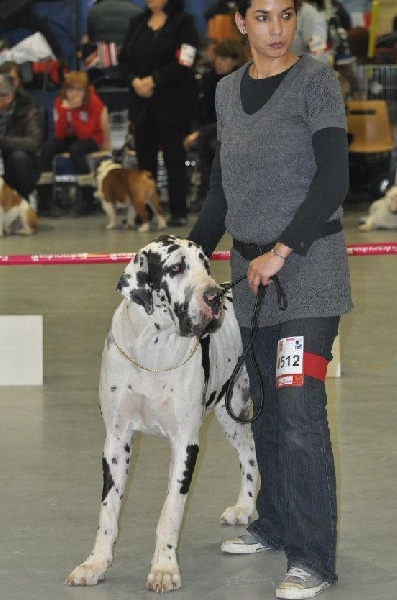 First love du domaine de Gauvin - 1er Excellent