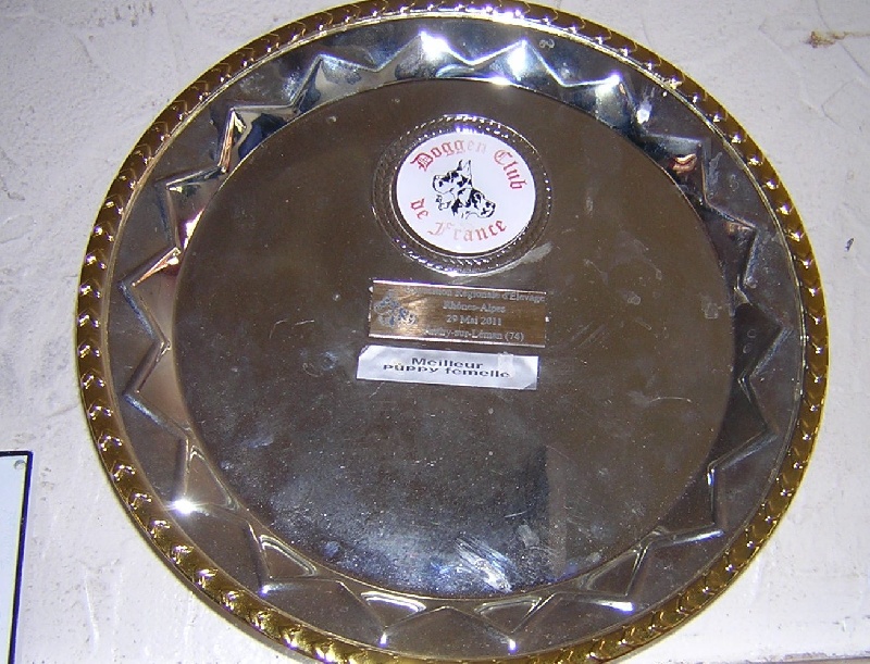 First love du domaine de Gauvin - Très prometteur meilleure puppy de race