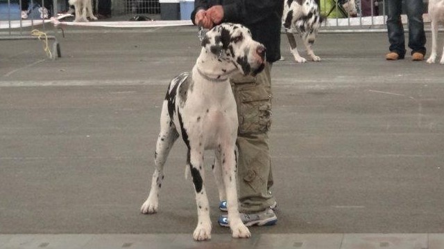 First love du domaine de Gauvin - 3 éme Excellent