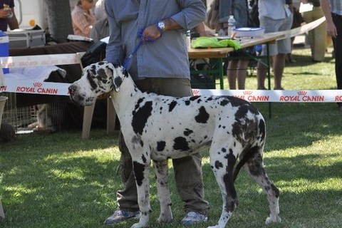 First love du domaine de Gauvin - prometteur