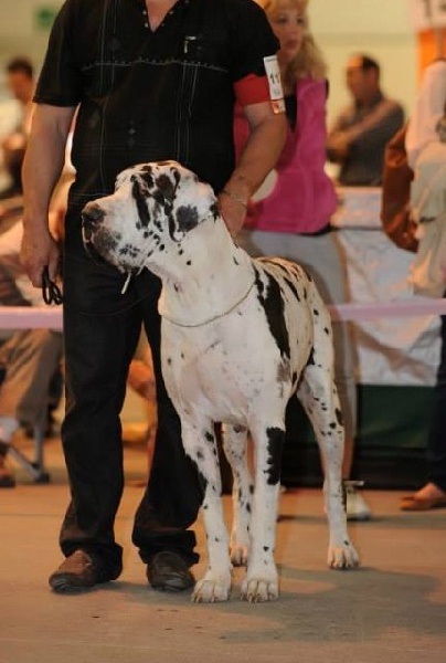 First love du domaine de Gauvin - 4 éme excellent classe ouverte femelle