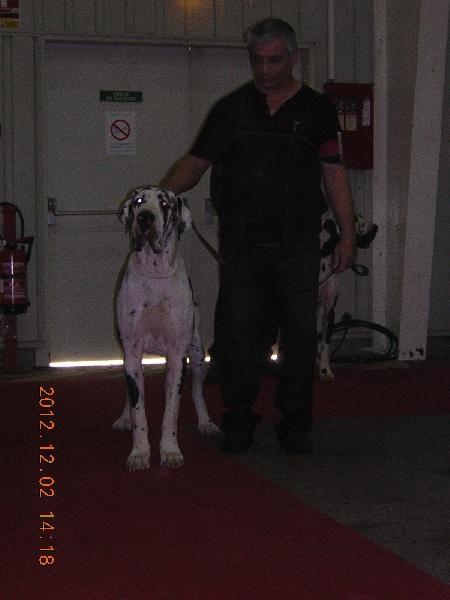 First love du domaine de Gauvin - 2eme Excellent RCACS