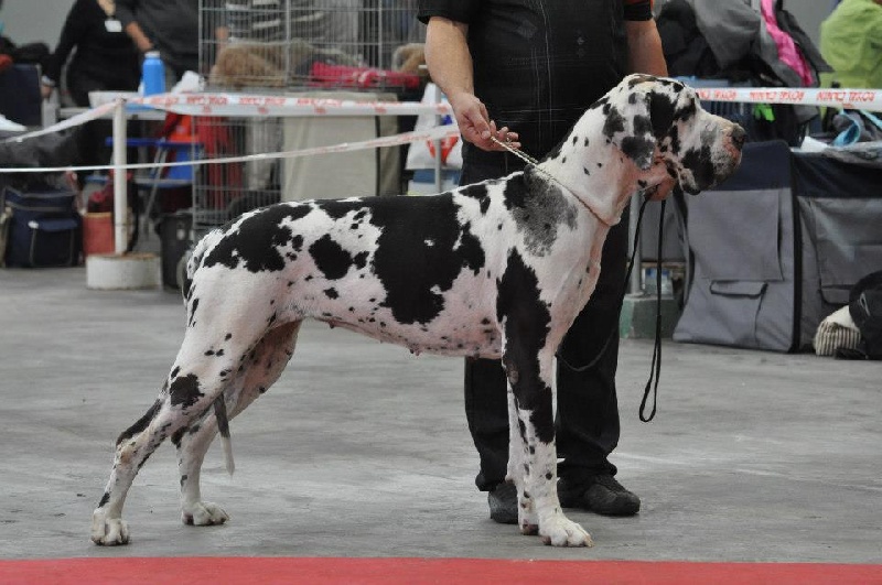 First love du domaine de Gauvin - 2eme Excellent RCACS