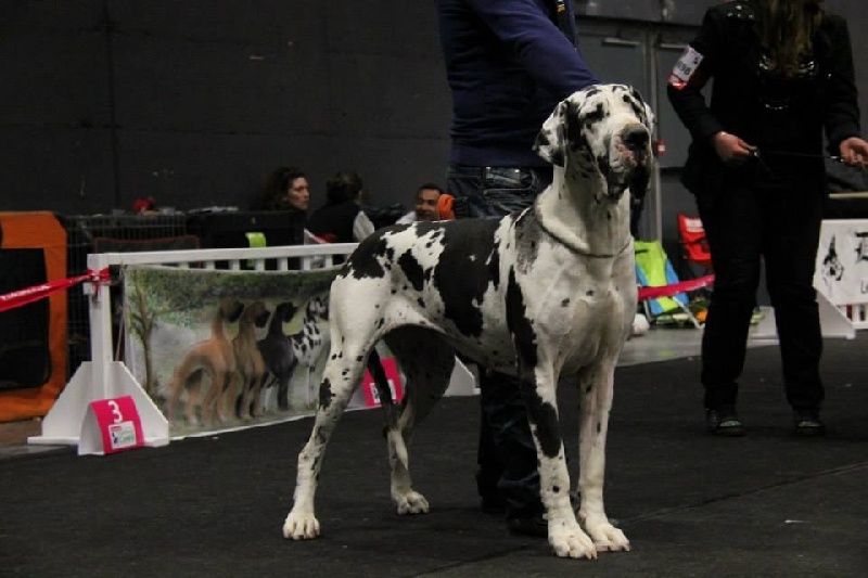 First love du domaine de Gauvin - 1 er Excellent CACS CACIB