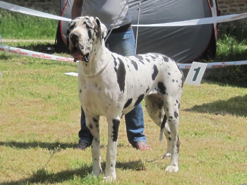 First love du domaine de Gauvin - 2eme Excellent +