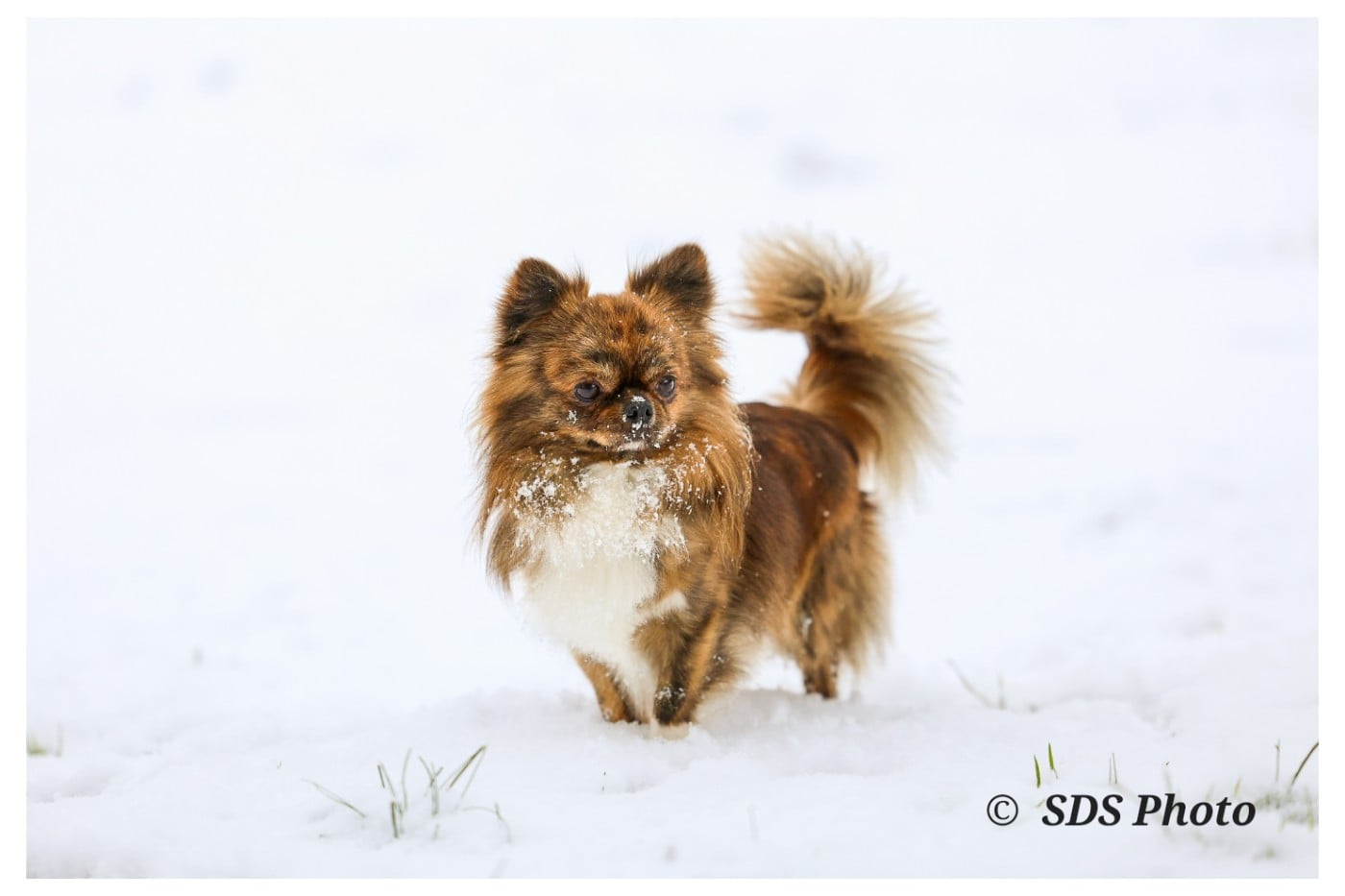 Vortex Du Jasmin Etoilé