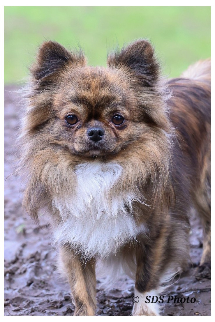 Vortex Du Jasmin Etoilé