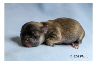 Les chiots de Chihuahua