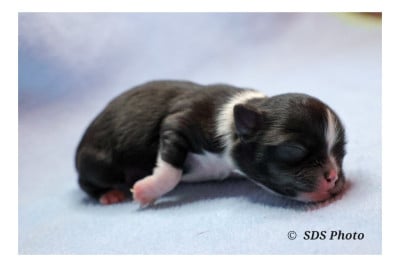Les chiots de Chihuahua