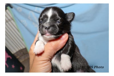 Les chiots de Chihuahua