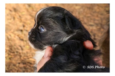 Les chiots de Chihuahua