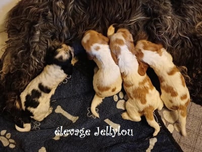 Les chiots de Cocker Spaniel Anglais
