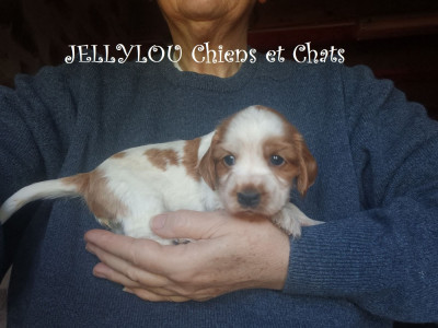 Les chiots de Cocker Spaniel Anglais