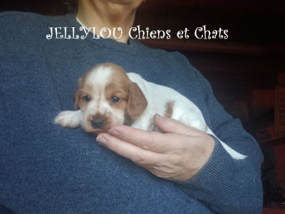 Les chiots de Cocker Spaniel Anglais