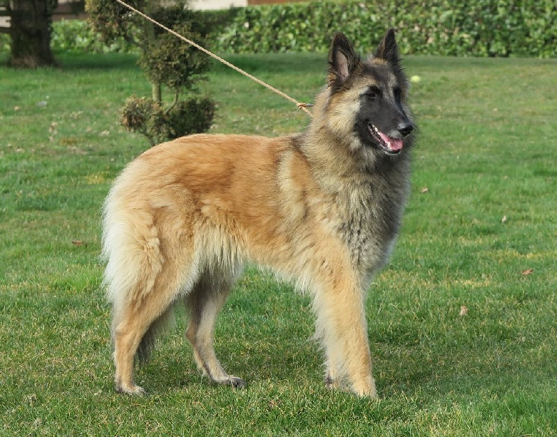 Ivana Du Domaine De L'avenir