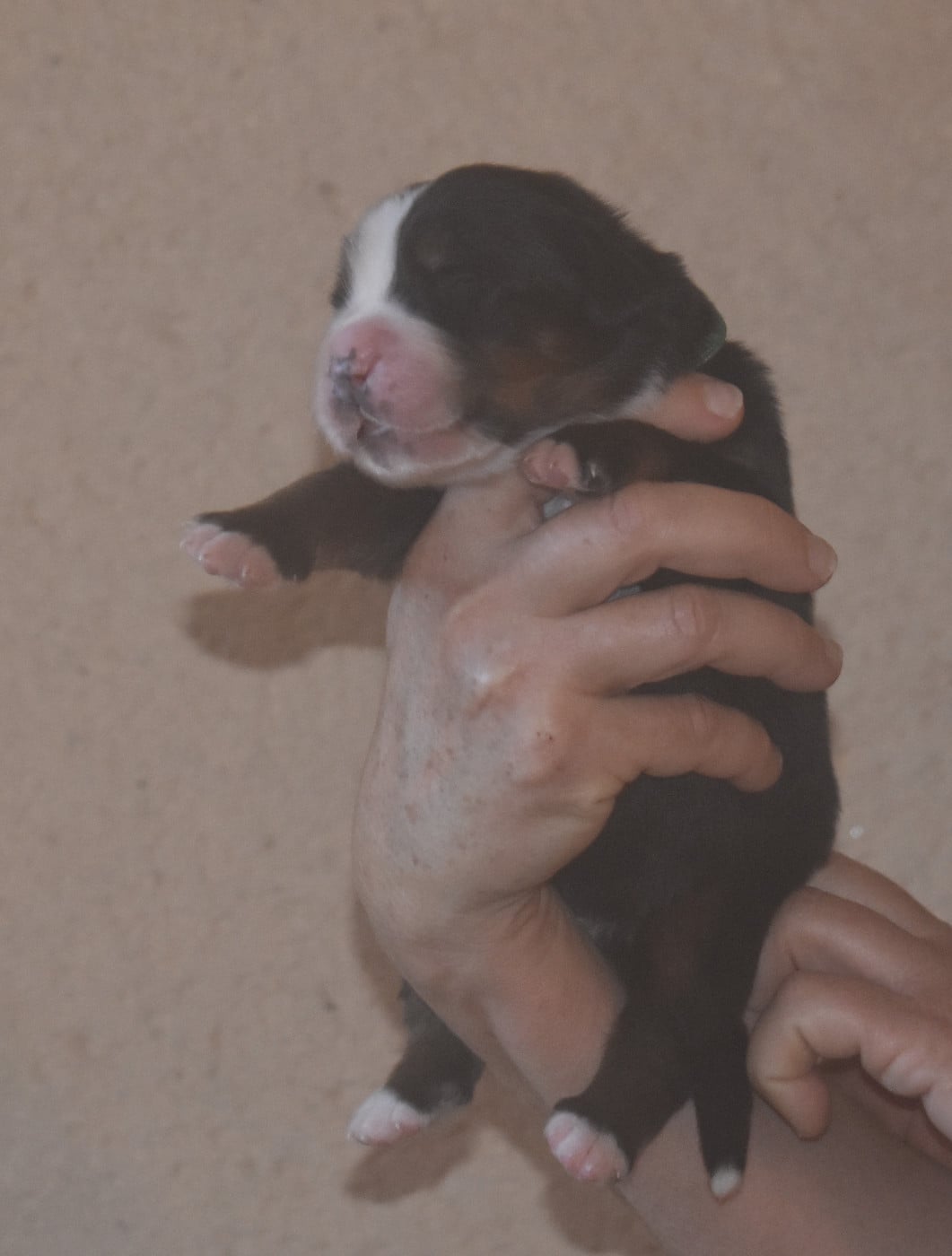 CHIOT collier vert foncé