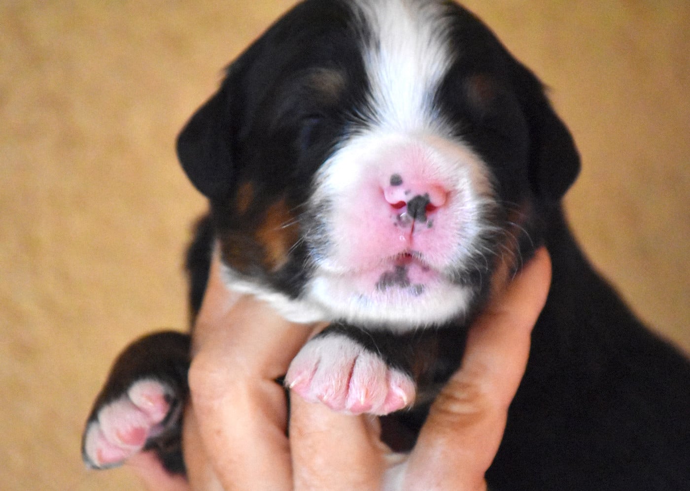 CHIOT 2