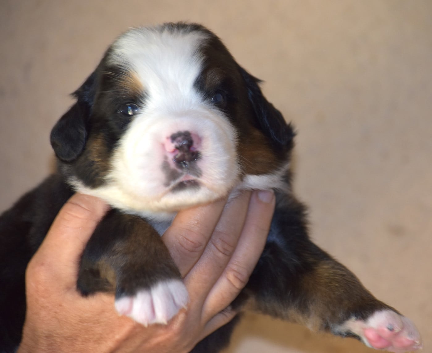 CHIOT 1