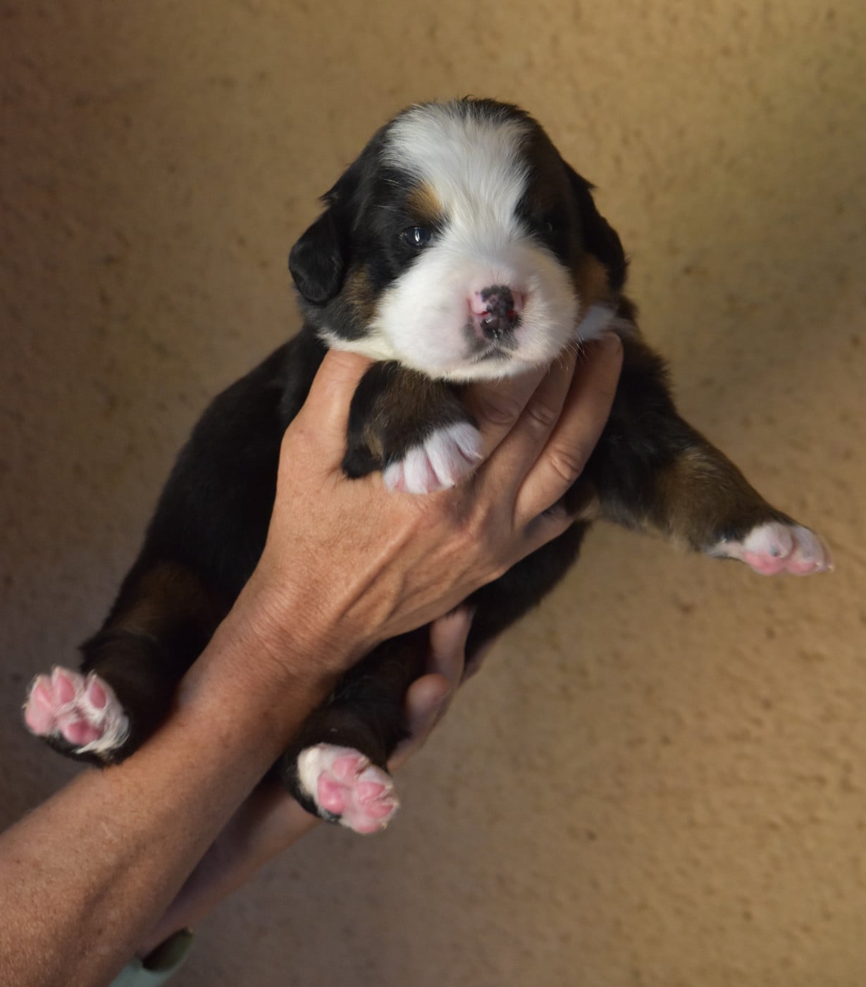 CHIOT 1