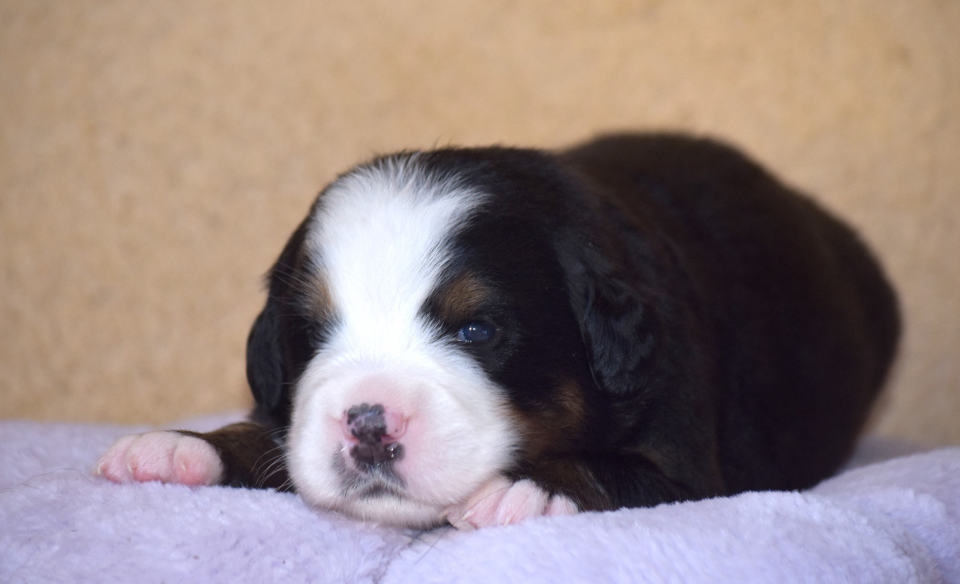 CHIOT 1