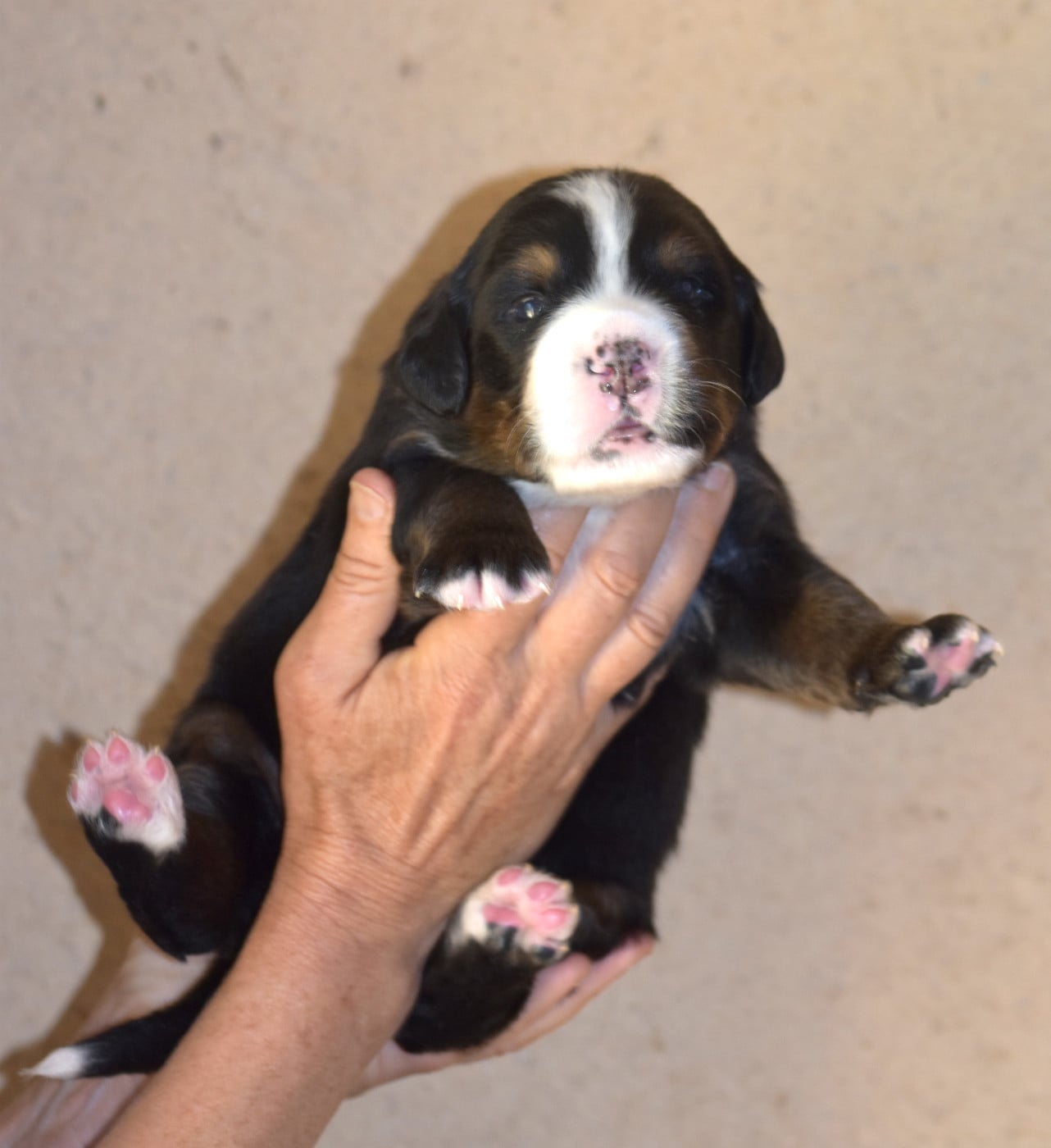 CHIOT 3