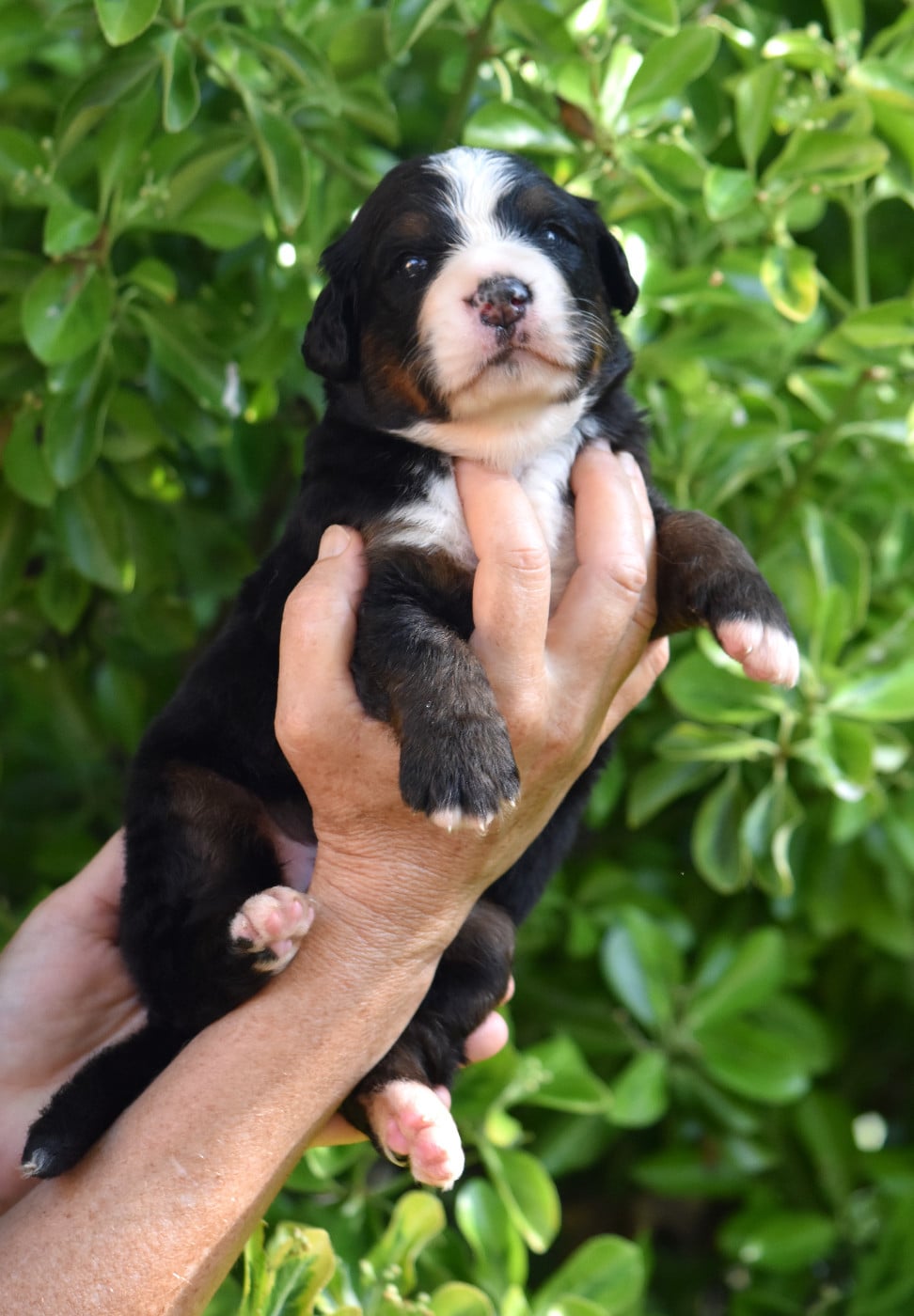 CHIOT 1