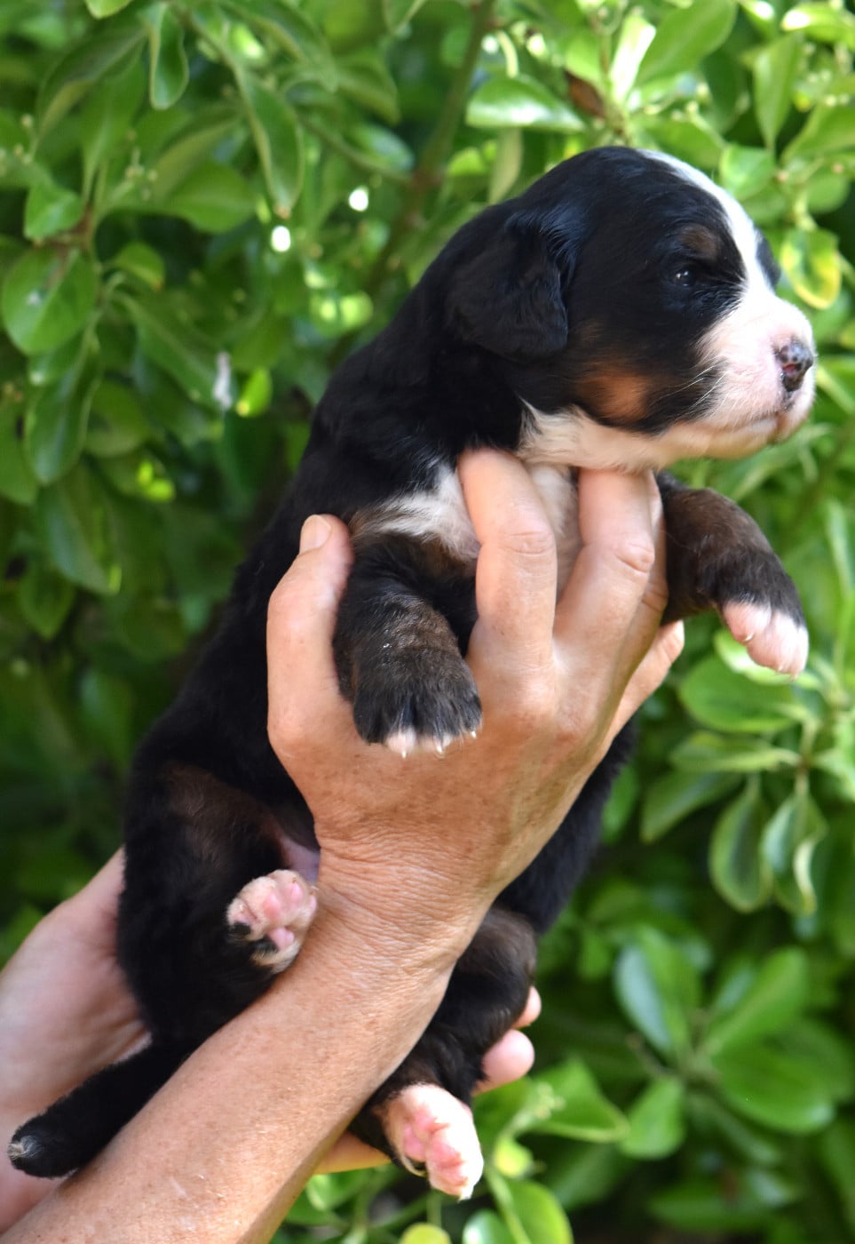 CHIOT 1
