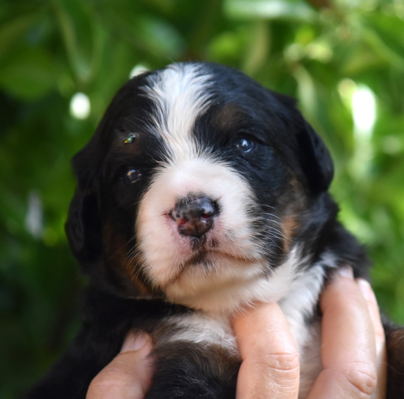 CHIOT 1
