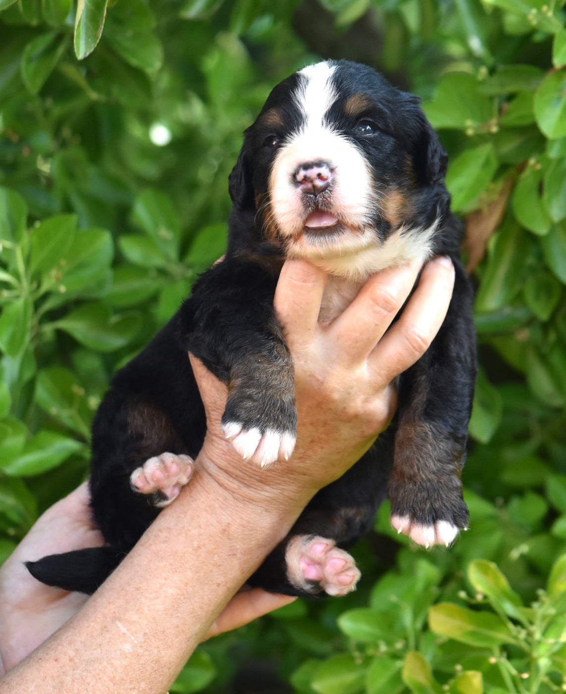 CHIOT 2