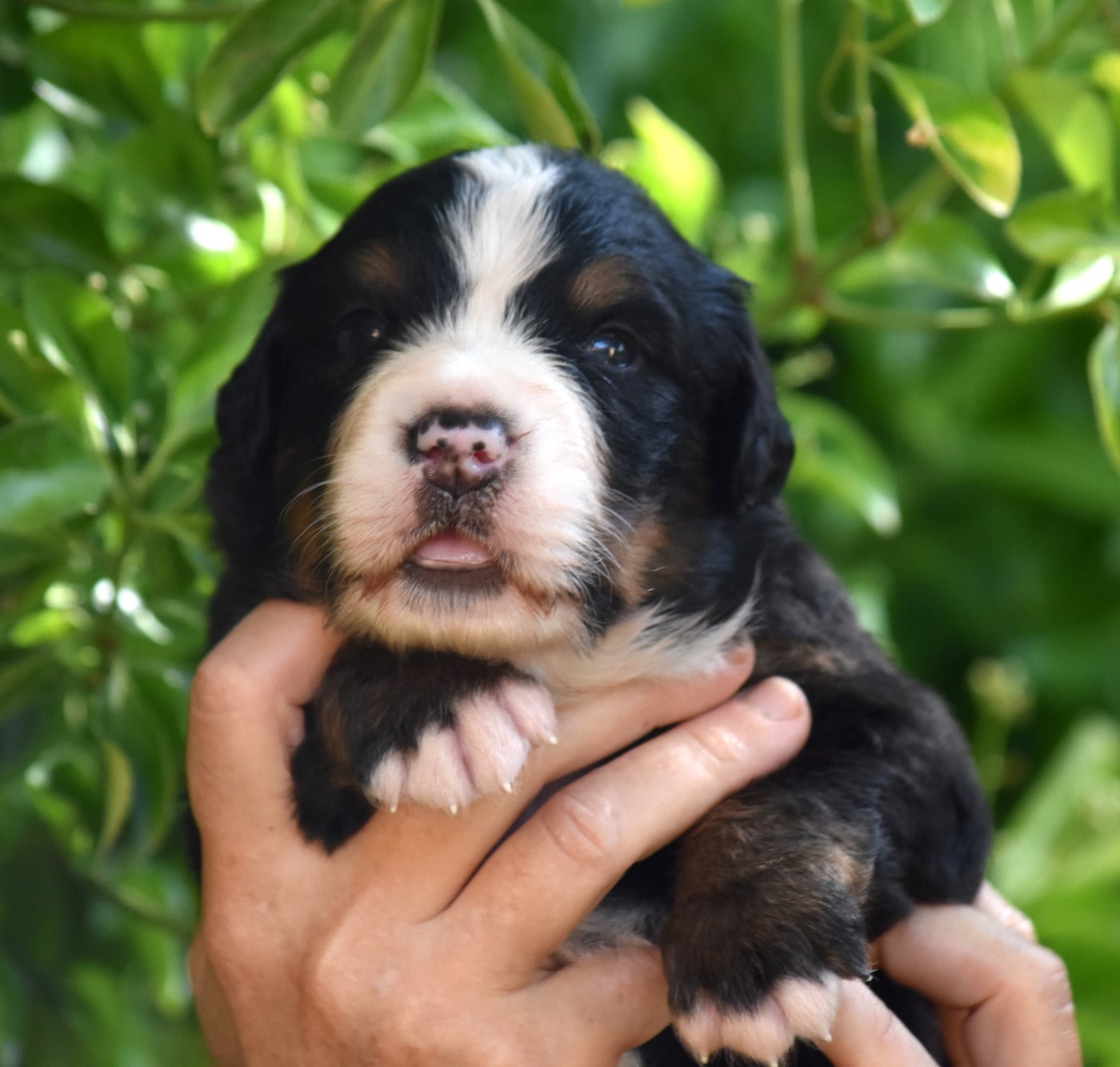 CHIOT 2