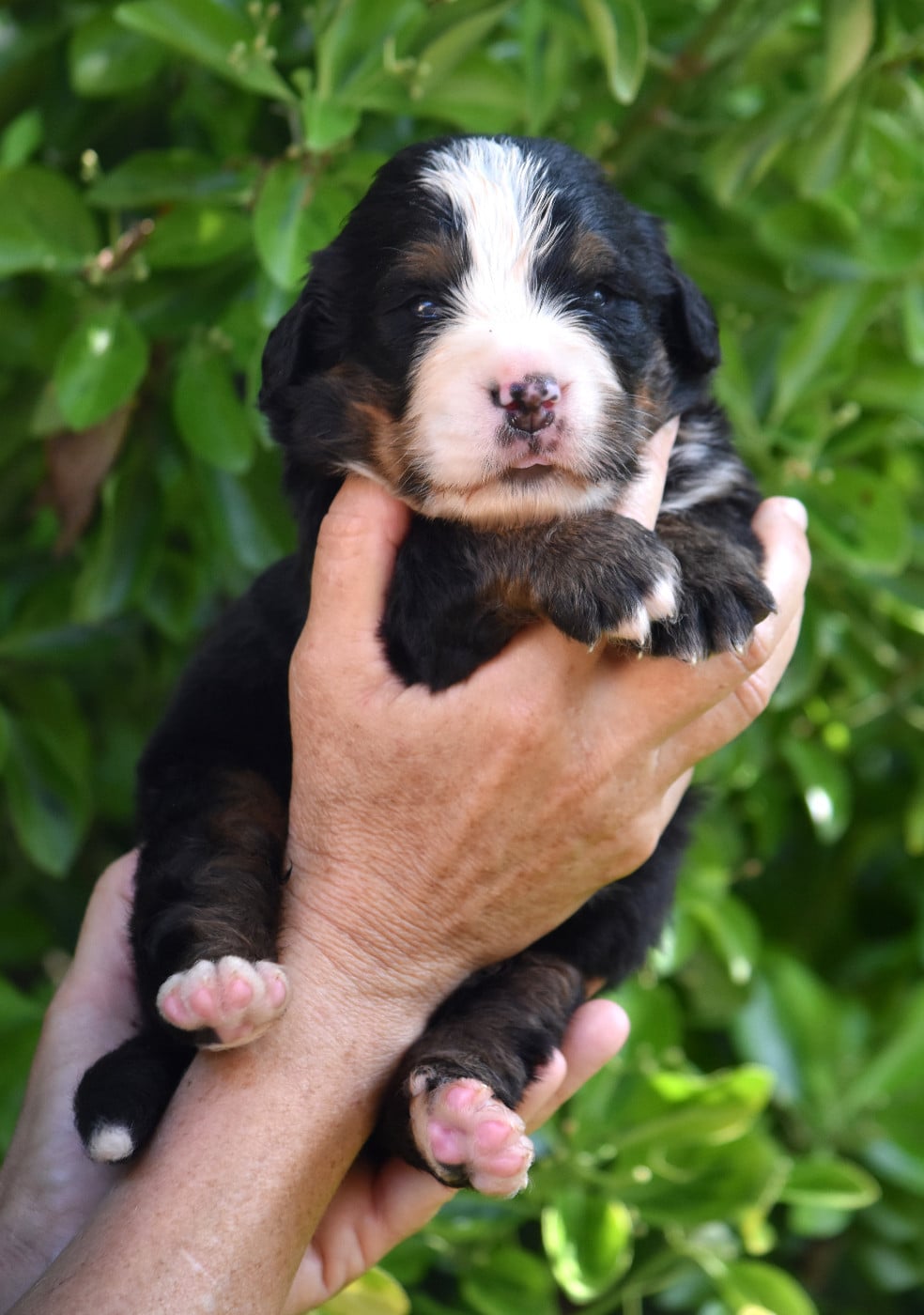 CHIOT 3