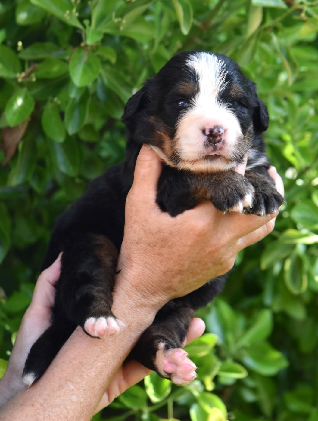 CHIOT 3