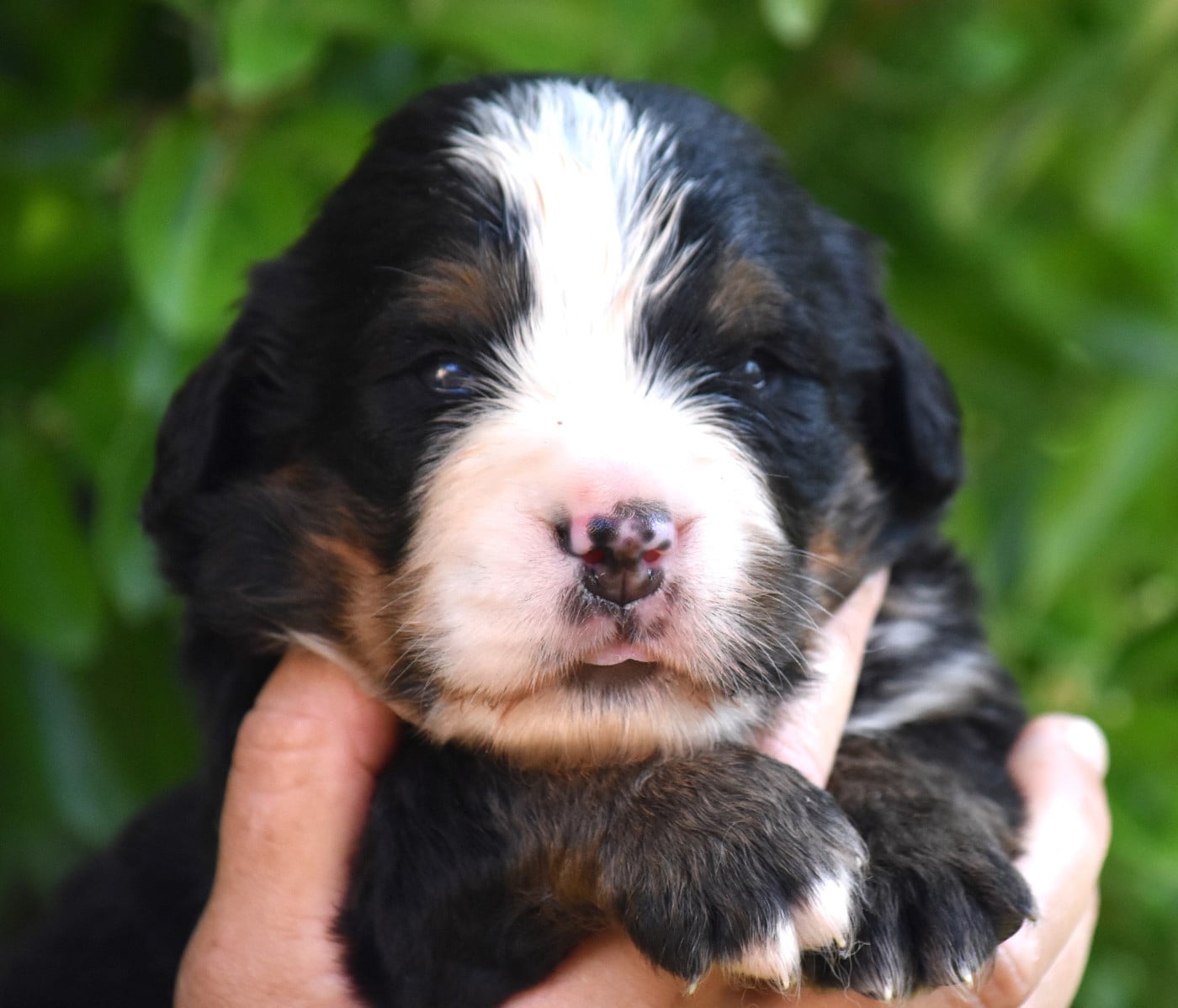 CHIOT 3